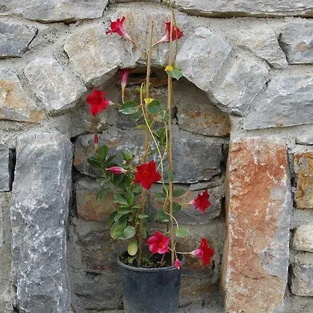 Begonvilla Tatil Evi Mesudiye (Datca)